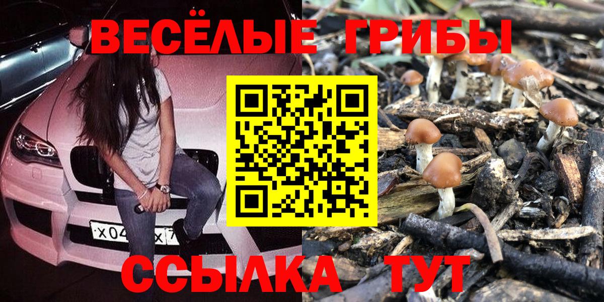 Псилоцибиновые грибы GOLDEN TEACHER  Вход с VPN  Шатура  купить   Псилоцибиновые грибы Psilocybine cubensis 